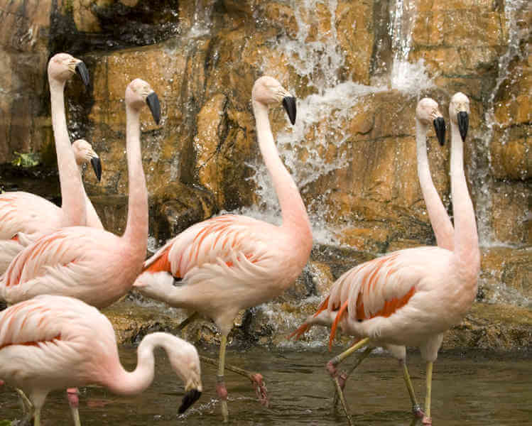 chilean flamingos