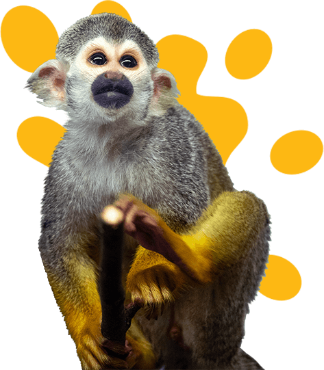 squirrel monkey