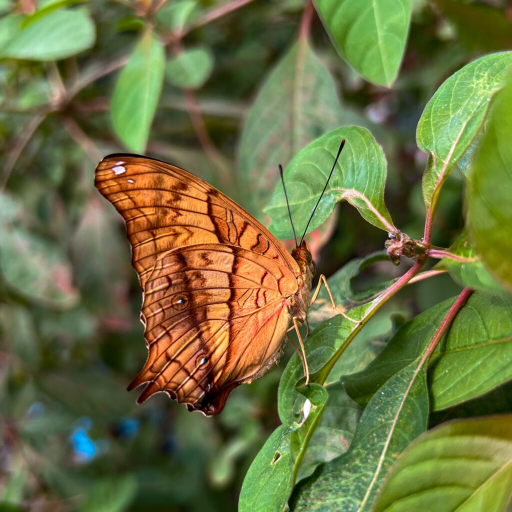 Butterfly House & Aquarium | Sioux Falls, SD | Great Plains Zoo ...