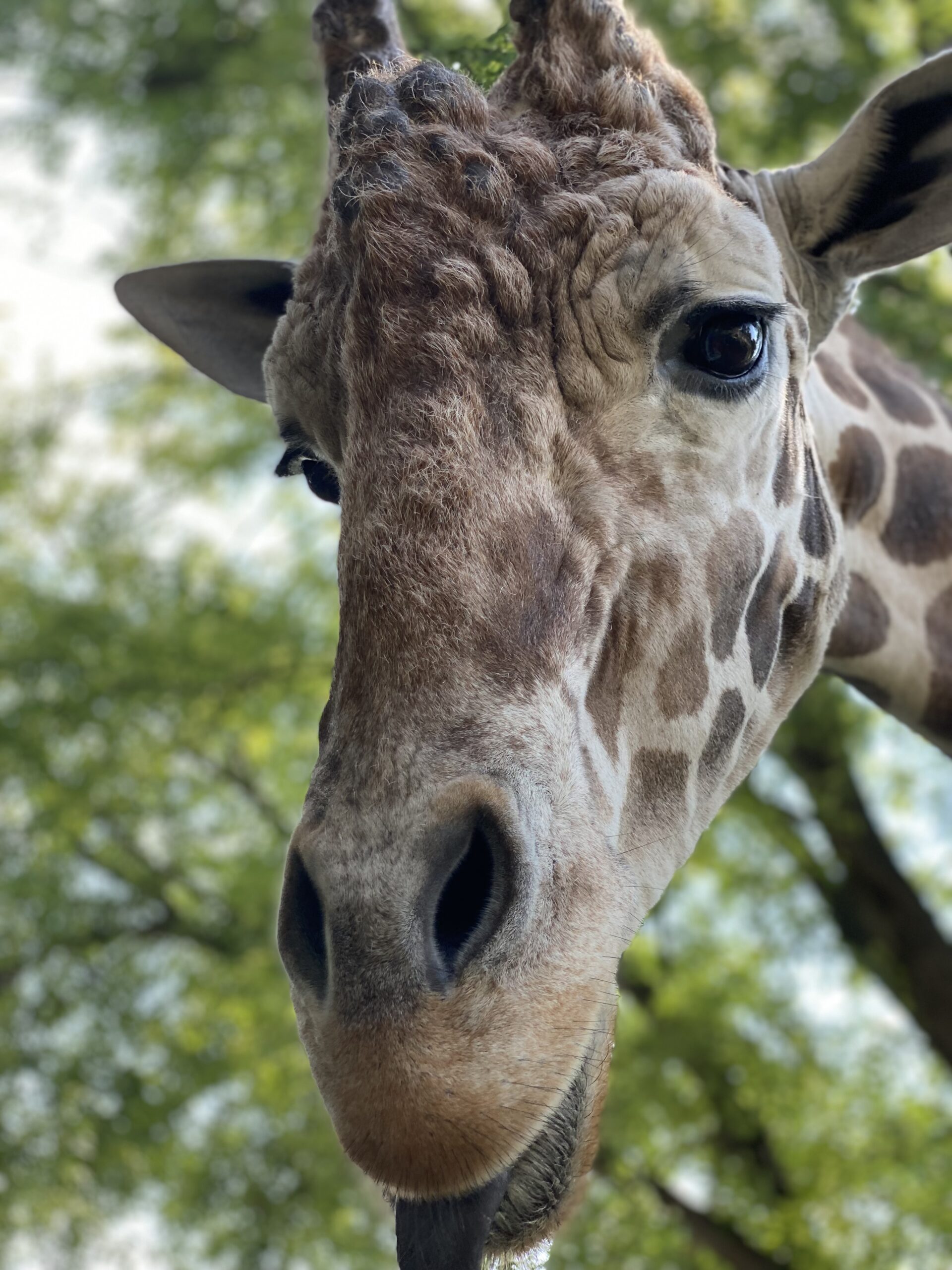 Zoo Mourns Beloved Giraffe | Sioux Falls, SD | Great Plains Zoo ...