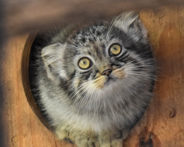 Pallas' Cat