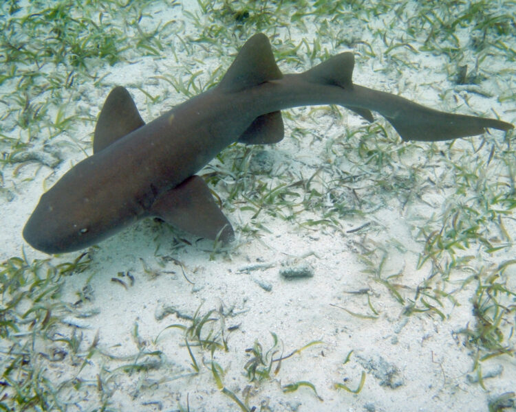 nurse shark