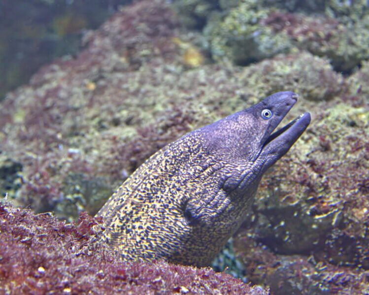 nurse shark